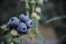 Blueberries