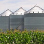 This month’s 2019/20 U.S. corn outlook is for larger production and beginning stocks, greater feed and residual use, lower food, seed, and industrial (FSI) use, and increased ending stocks. 