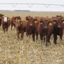 Nebraska_Stockers_Cornstalks