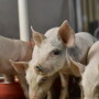 Respect PEDV's ability to contaminate the environment. Nothing should enter the farm without being disinfected and given downtime. Set up rules for this and enforce them.