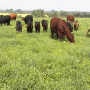 cows_grazing