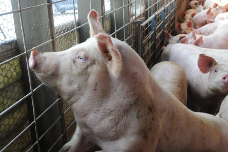 hogs_pigs_(100).JPG