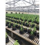 All Seasons Produce grows herbs and other products organically in greenhouses with drip irrigation and temperature control.