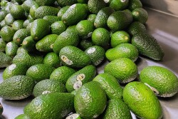 Index Fresh on California avocado season