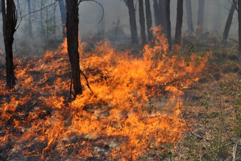 Grass_Fire