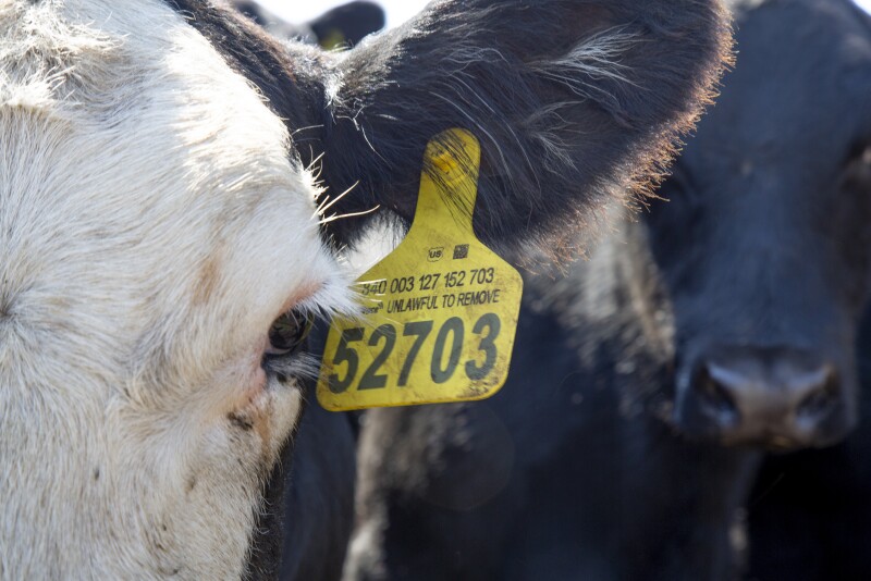CattleTrace identification tag