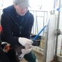 An esophageal tube feeder can be a lifeline for young calves, delivering colostrum, milk or electrolytes when they are unable to suckle a bottle. But incorrect use of these feeders can be dangerous or even deadly. The University of Wisconsin Dairy Extension team shares advice on the best methods for using tube feeders.