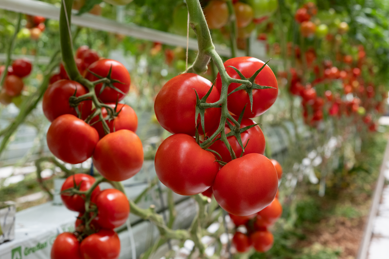 Climundo vine tomato