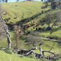 Cattle drive on the N3, Livermore, CA