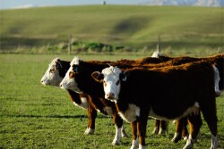 Cattlemen need your help to address COVID-19.