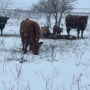 Cows