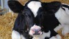 Using pain mitigation techniques when disbudding or dehorning is now the standard of care for U.S. cattle veterinary and quality assurance organizations.