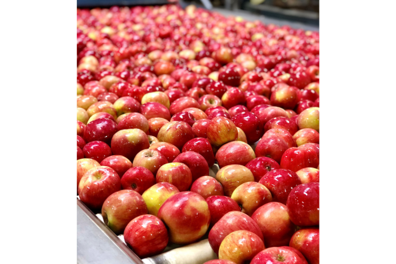 fuji apples