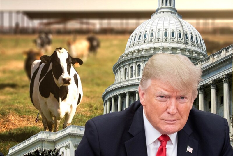Green New Deal fact sheet continues to spark controversy with a call for reduction in farting cows.