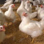 Broilers