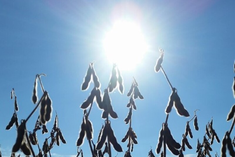 soybeans_crop_tour_16_ben_potter