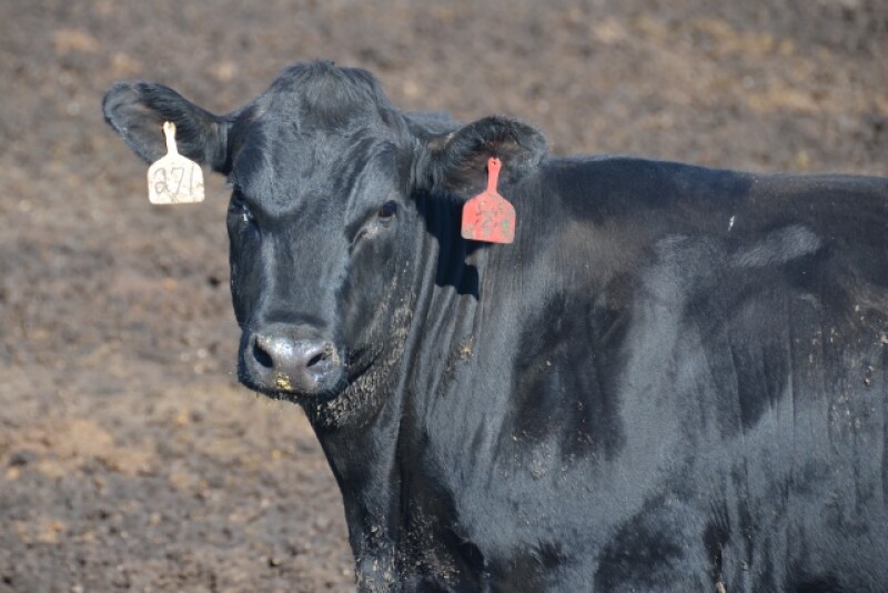 BT_Feedlot_Heifer