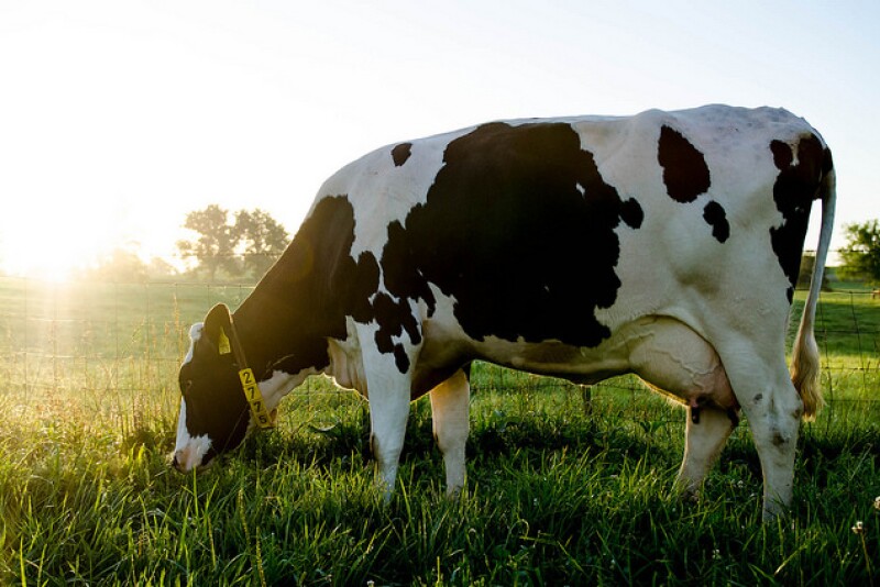 DT_Missouri_Grazing_Dairy_Cow