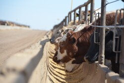 BT_Feedlot_Cattle_Bunk_(3)