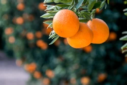 6E5590D6-A250-4B3E-A719E19CEF386813.png