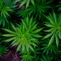 Attend a meeting at Commodity Classic to learn about this emerging crop.
