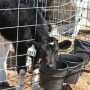 Herds earning Platinum, Gold, Silver or Bronze are invited to attend the DCRC Annual Meeting, which is scheduled for Nov. 13-14, at the Pittsburgh Marriott City Center in Pittsburgh. 