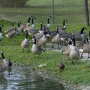 Denver has a growing population of geese.