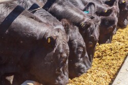 Feedlot Beef-on-Dairy 