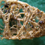 soybean cyst females