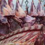 FSIS has suspended an Idaho beef packer for alleged inhumane slaughter.