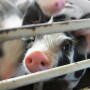 China’s inflation soars with the local pork industry a reason to blame. Several tactics will be used to decrease pork prices, but they face some headwinds.