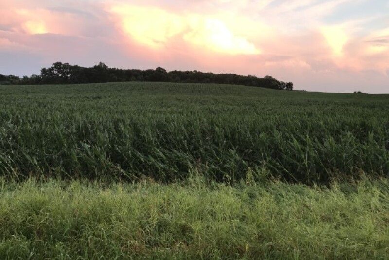 cornfield