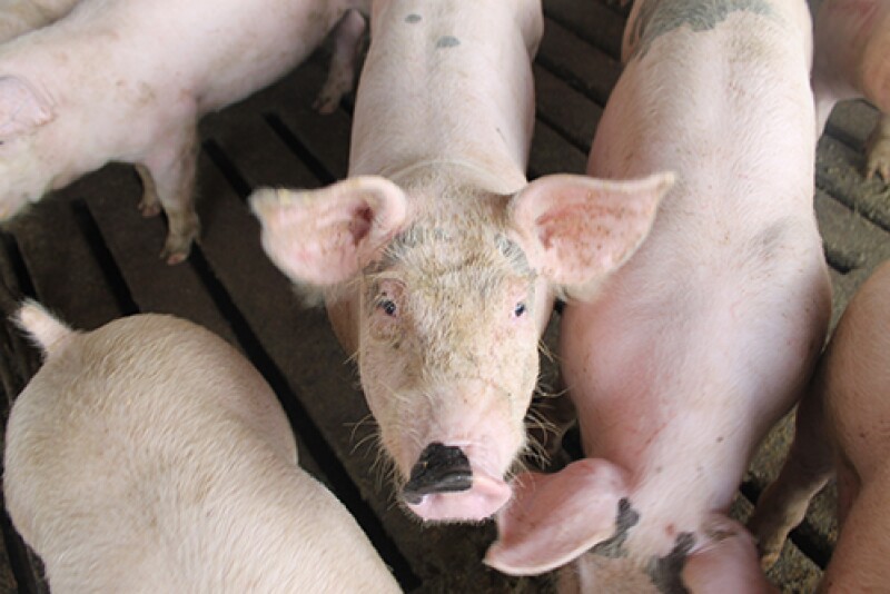 Pig