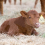 Calf