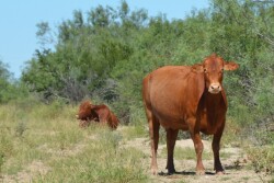 BT_South_Texas_Beefmaster_Cows