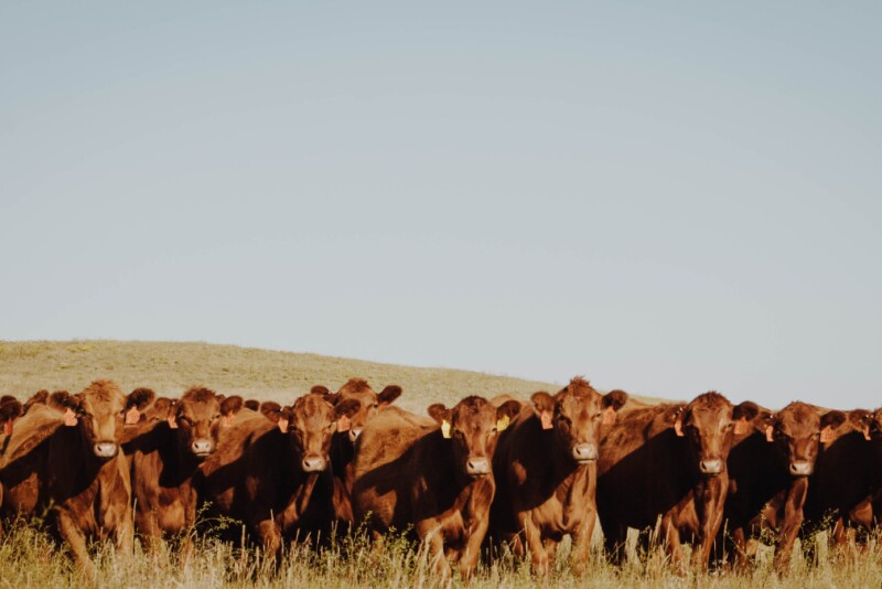 Cows