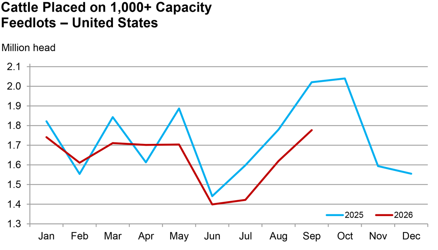 Drop Sept Cattle on Feed Report Delivers Bullish Surprise as September Placements ...