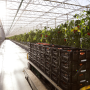 Eight columns of black containers, stacked four rows high, are filled with tomatoes. The containers are on a loading cart inside a large tomato greenhouse.