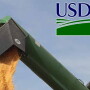 USDA expected to lower corn yields in the September report