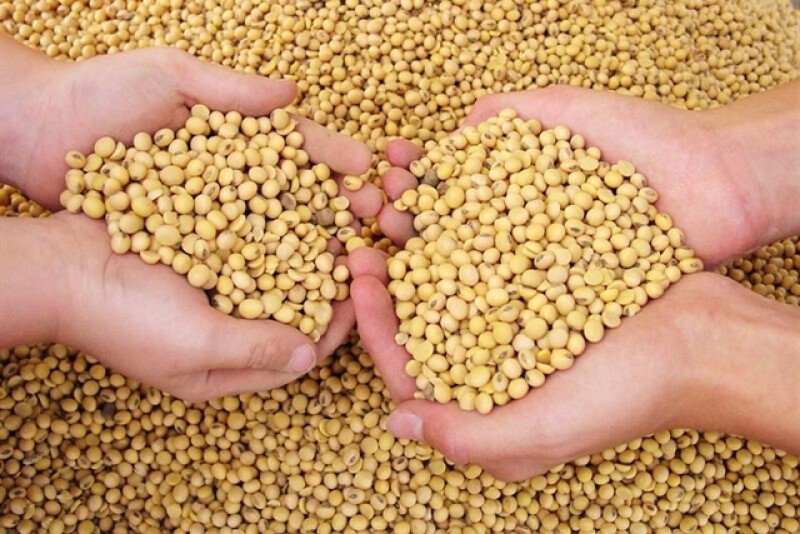 soybeans hands
