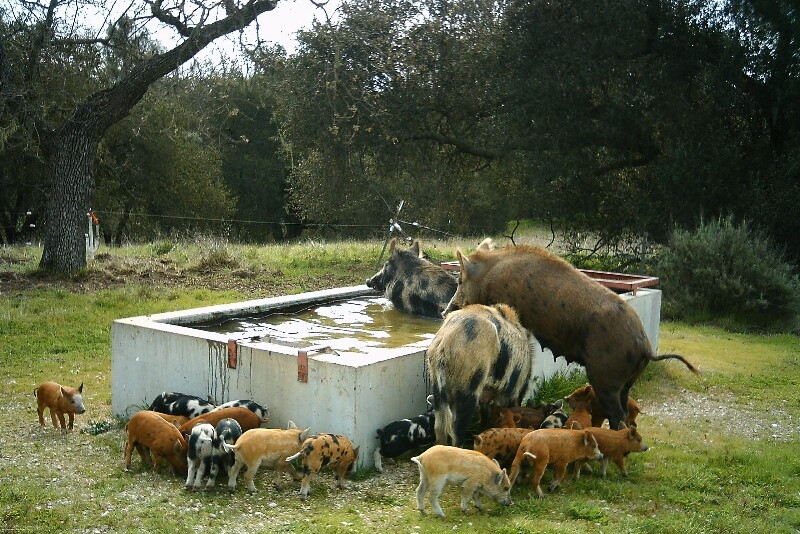 Wild pigs take their toll on the Texas water supply, shutting down watersheds due to E.coli contamination.