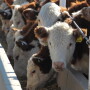 Herefords