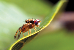 A quarantine in Los Angeles County, Calif., has been dropped after a successful Mediterranean fruit fly eradication campaign 