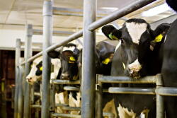 The Missouri Dairy Hall of Honors inducted six members Feb. 1 at an awards ceremony at the University of Missouri Animal Science Research Center in Columbia.