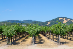 Sonoma vineyard