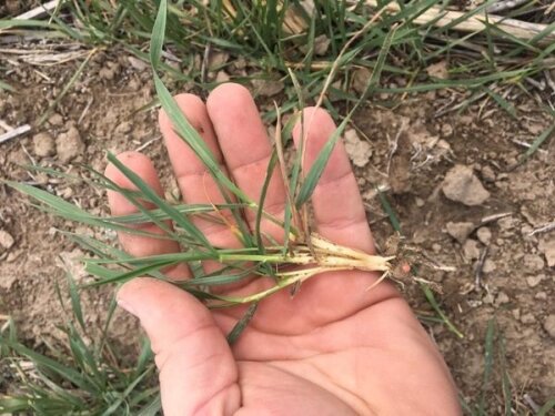 Poor planting conditions could help wheat prices