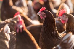 laying hens