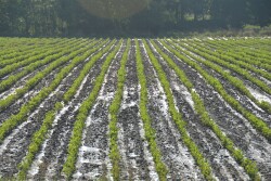 Soybeans are just 54% good-to-excellent, falling 5 percentage points behind the average trade guess for this week, the lowest initial rating for the crop since 1992.