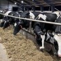 Holsteins Feedbunk_Maureen Hanson