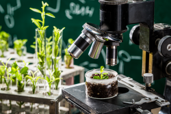 Plant breeding